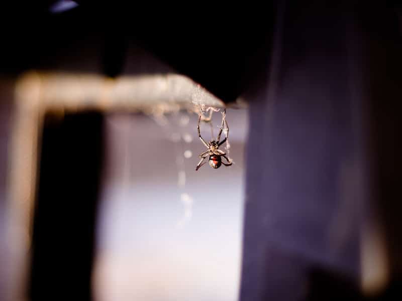 widow spider
