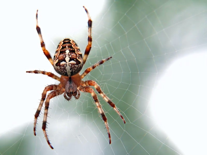 spiders in jamaica