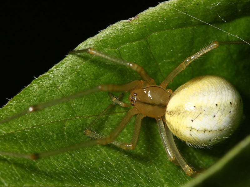 a comb footed spider