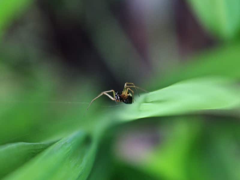 A spider on a leaf