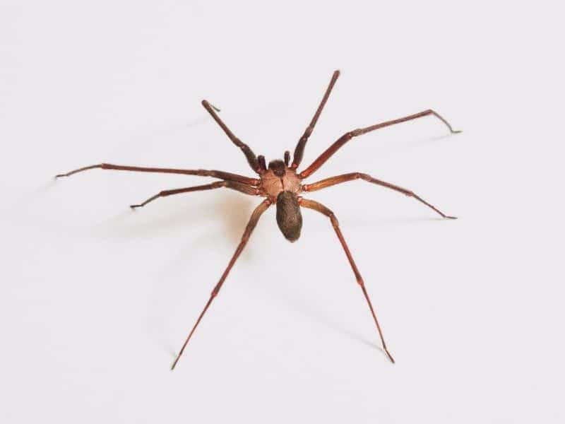 The brown recluse is the most dangerous spider in Spain