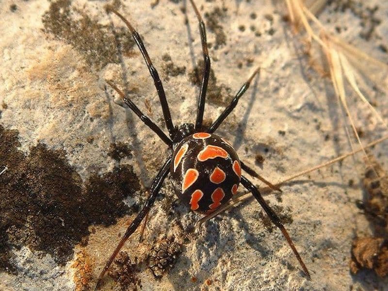 The Mediterranean Black Widow Spider is one of the most dangerous spiders in Spain.