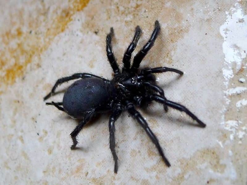 The Spanish Funnel Web Spider is the largest spider in Europe.