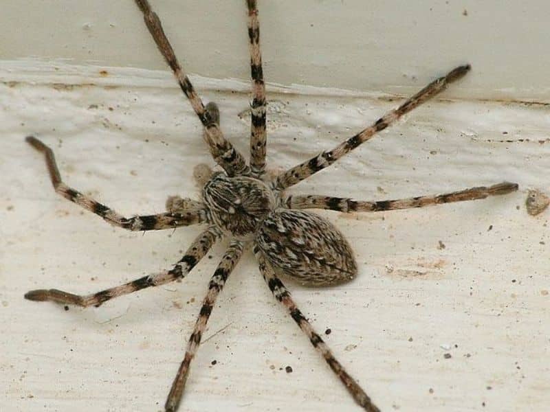The Spanish Huntsman spiders are generally not aggressive unless you come across a female guarding her eggs. 