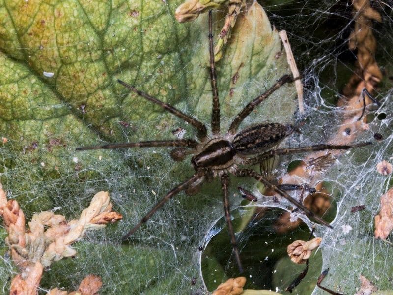 Wolf Spiders are prolific hunters