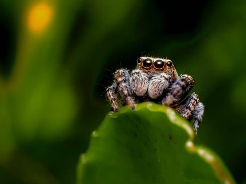 Jumping Spiders are cute little spiders that many people mistakenly fear.