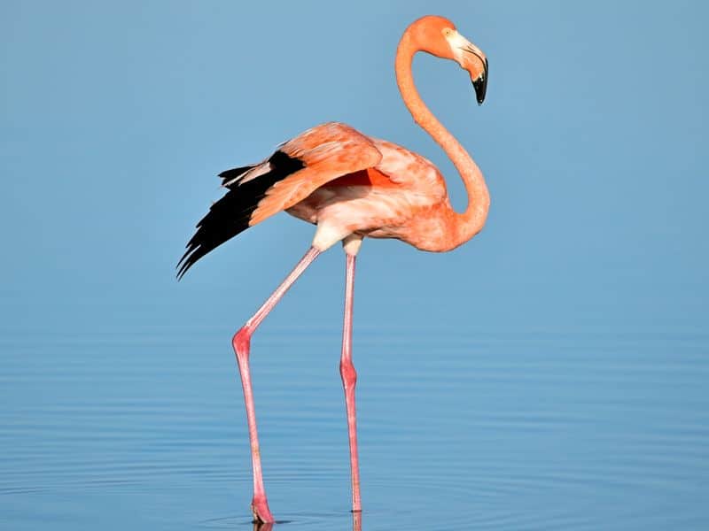A paddling flamingo.