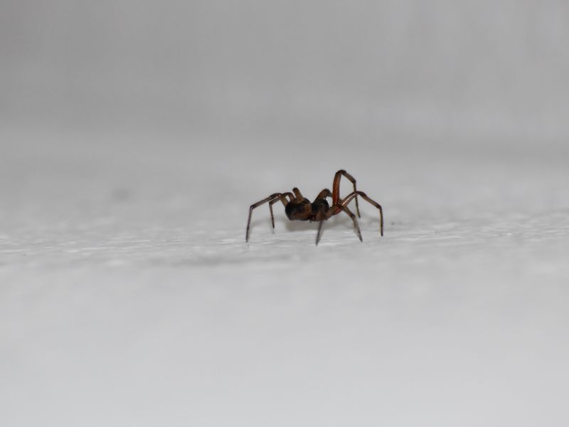a reddish spider on a white background