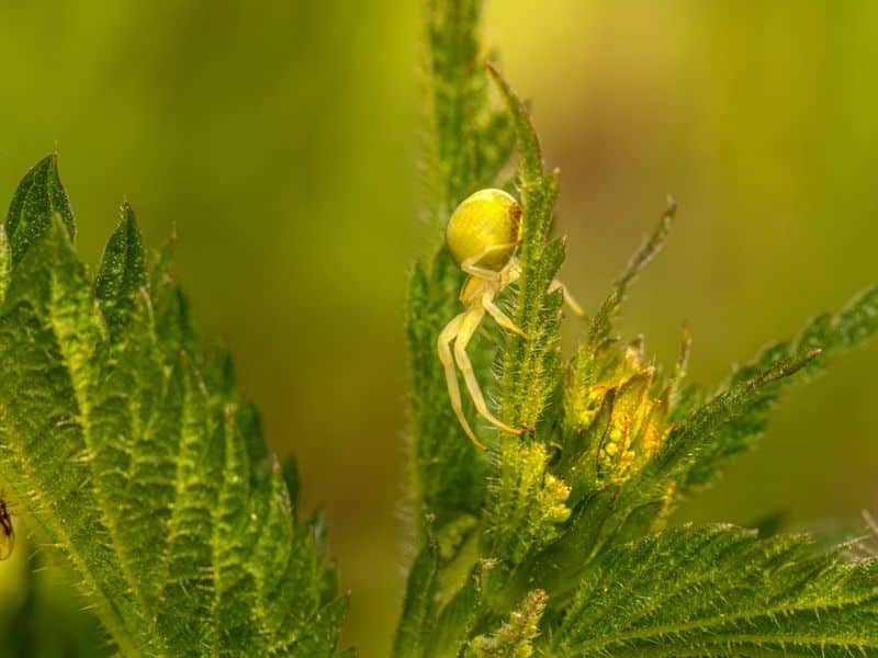 yellow spiders on a plant