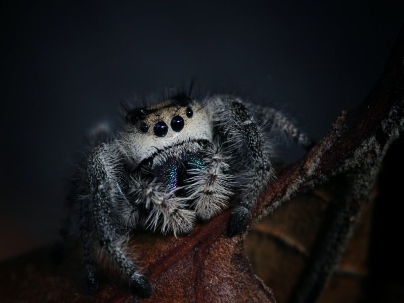 dangerous spiders in spain