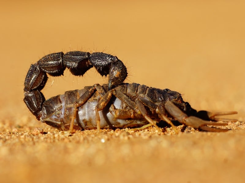 deadly scorpion