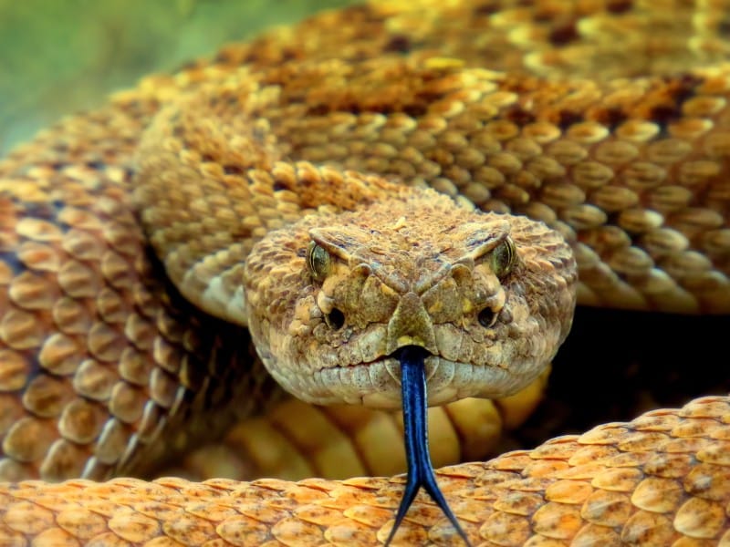 snakes in croatia