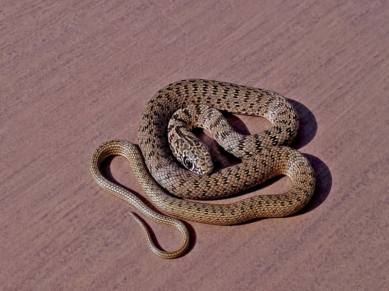 Balkan Whip Snake