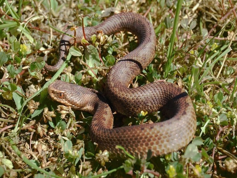 the-5-most-venomous-dangerous-snakes-found-in-spain