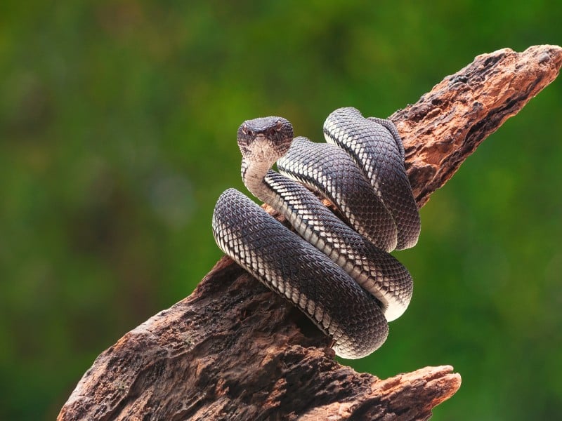 The 5 Most Venomous & Dangerous Snakes Found in Spain