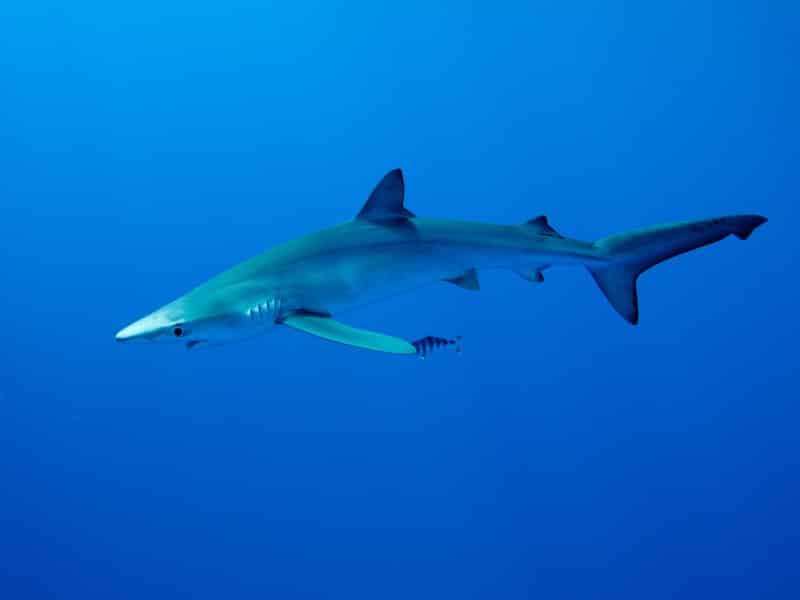 blue shark swimming under water