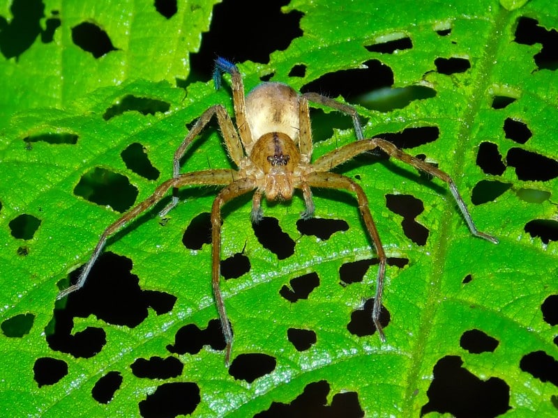 brown huntsman spider