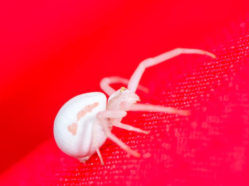 white crab spider on red background