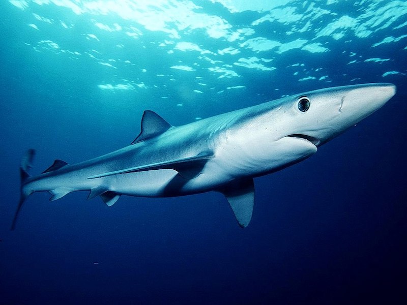 Blue Shark; swimming in the Med Sea