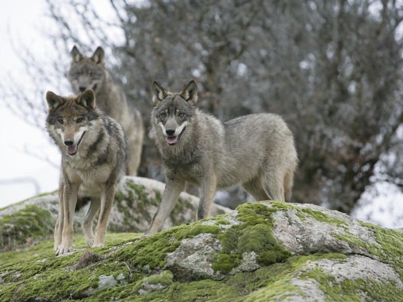 Pack of Iberian wolves in Spain