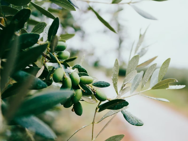 istrian olives