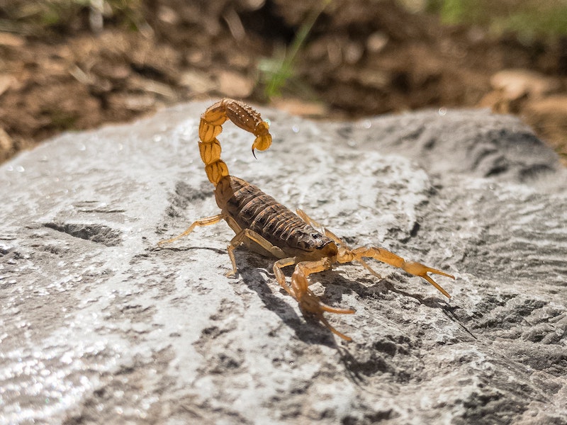 Scorpion posed to strike