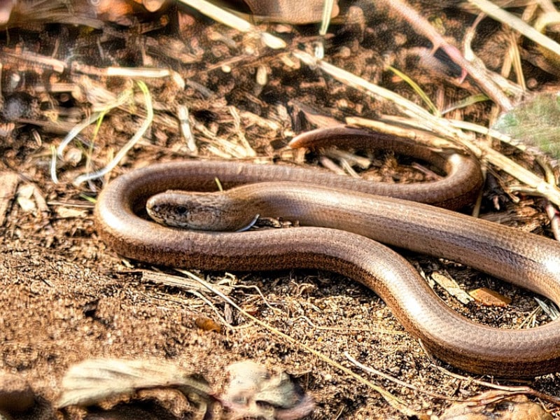 a slow worm