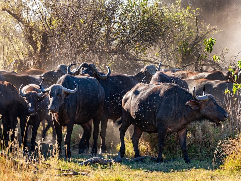 african buffaloes