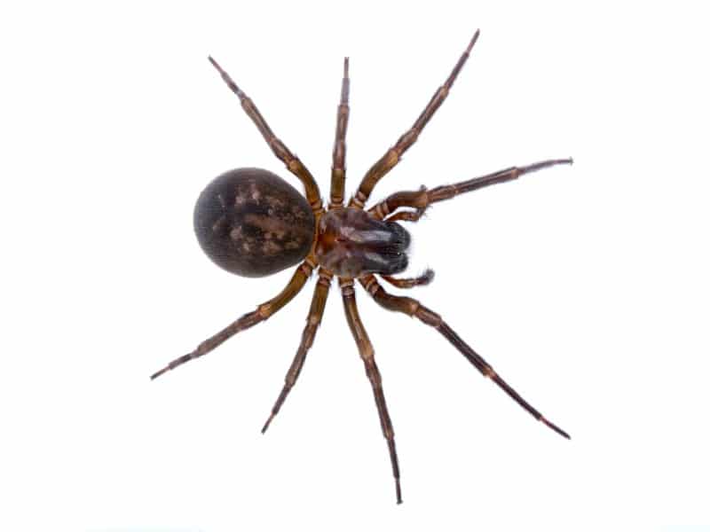false widow spider