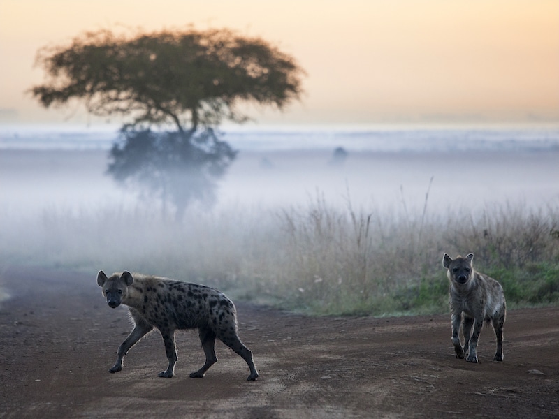 pack of hyenas