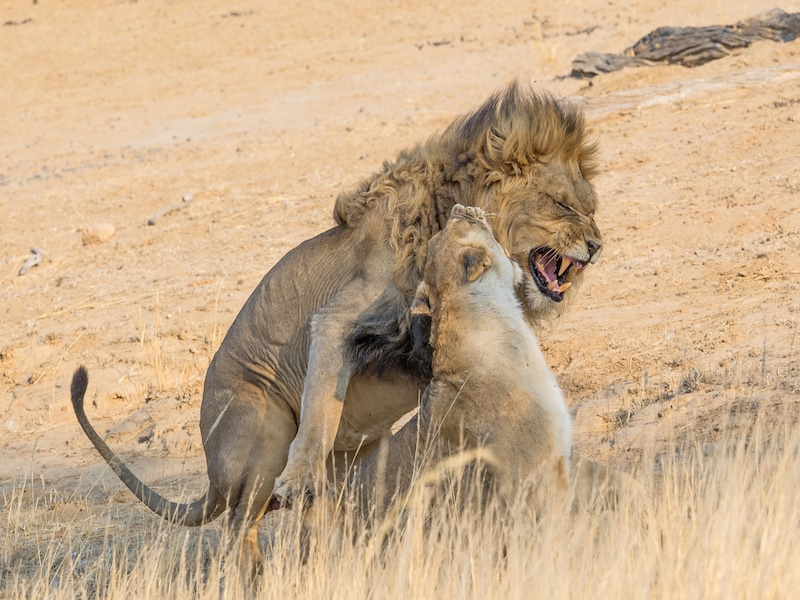 dangerous lions in zimbabwe