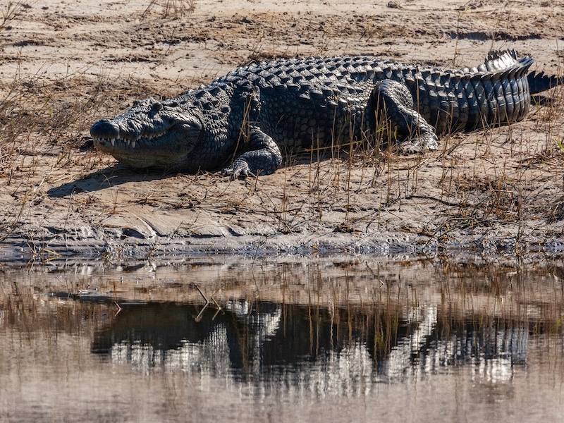 Nile crocodile by river