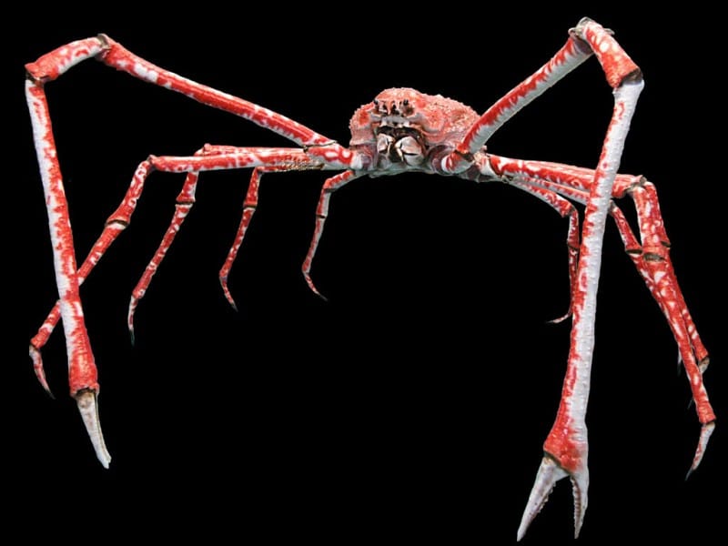 crab spider