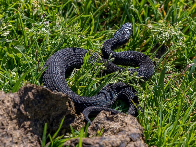 a black viper