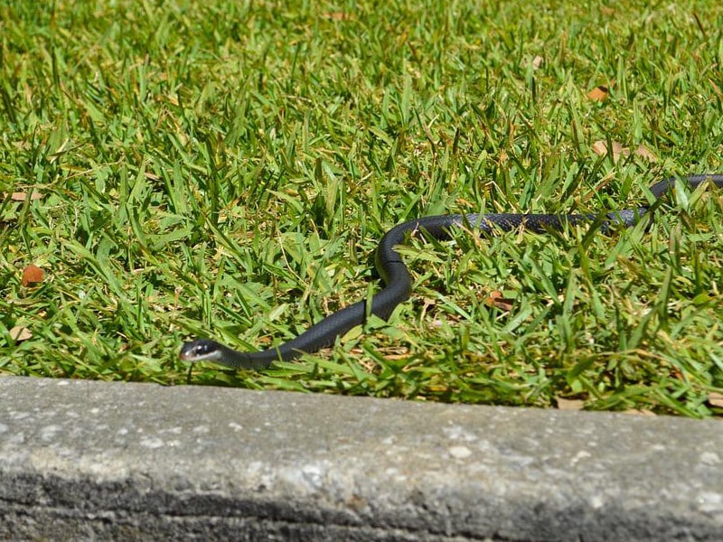 an all black racer snake