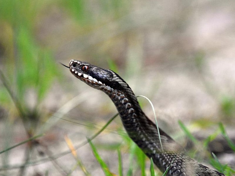 a viper snake pouncing
