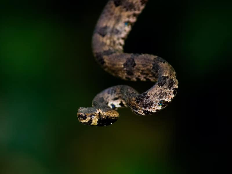 a viper snake
