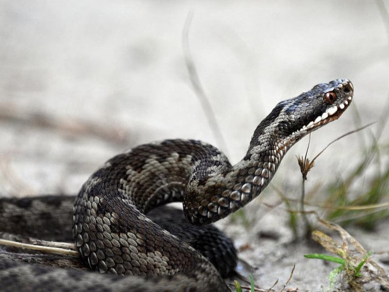 a viper snake