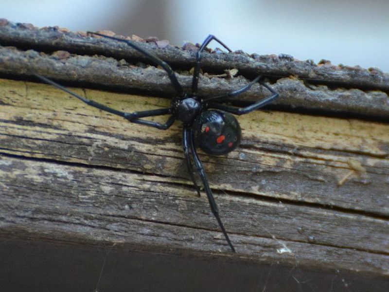 black widow spider on a fence post