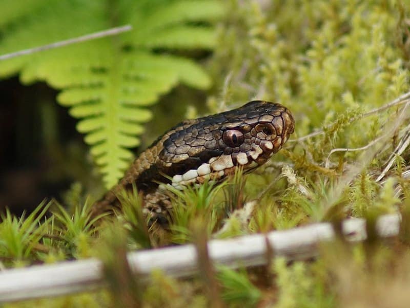 Common European viper snake profile among vegetation