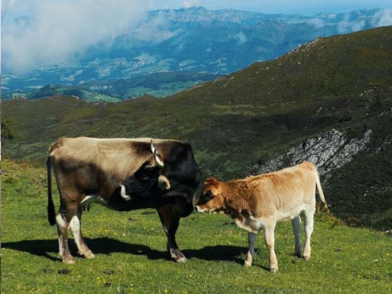 Cows in Asturias