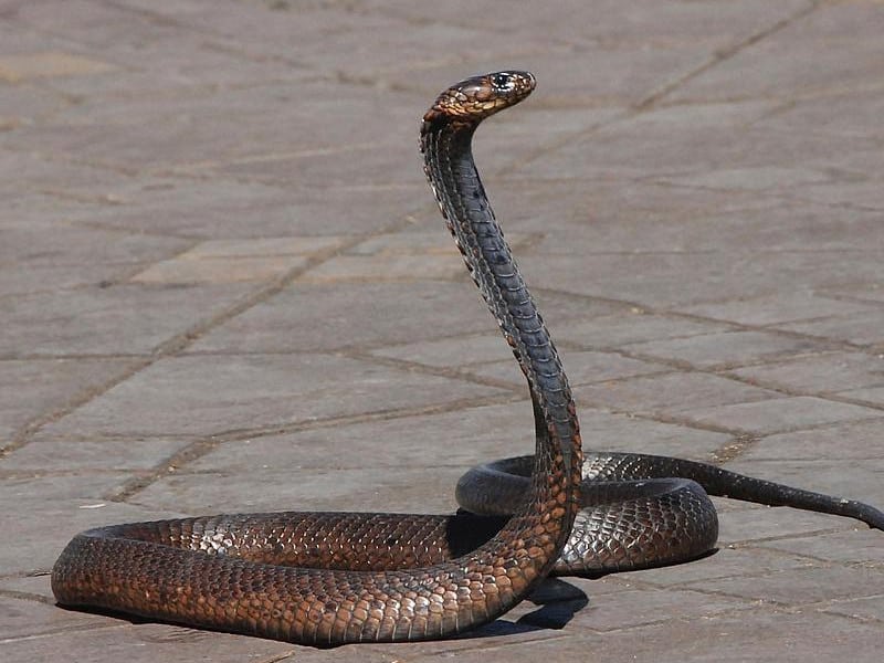 egyptian cobra in Marrakesh