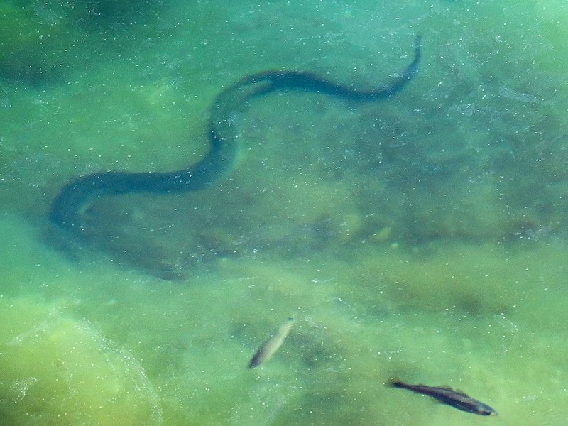 Eel sillhouette in murky water