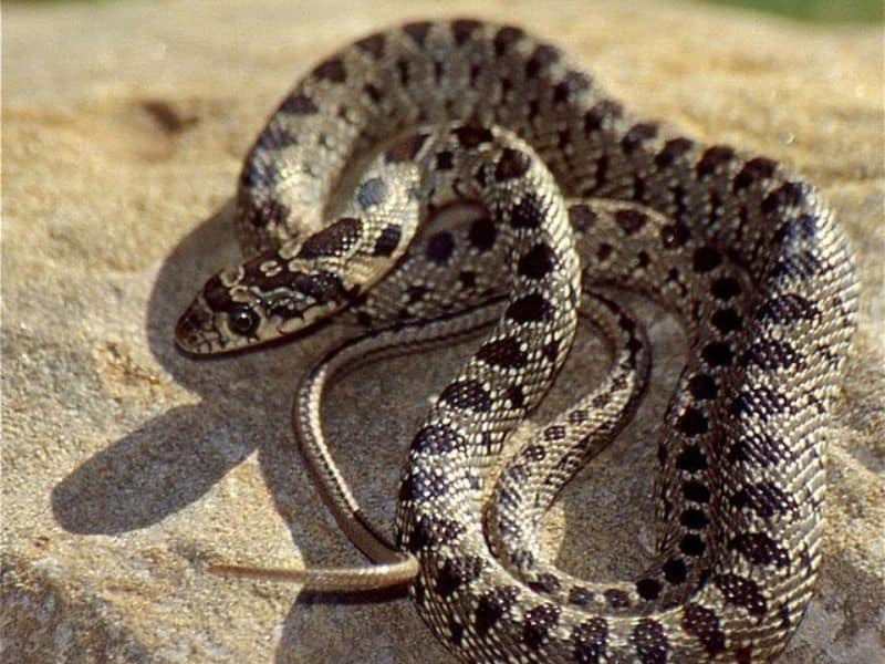 The Horseshoe Whip Snake has beautiful dark spot markings.