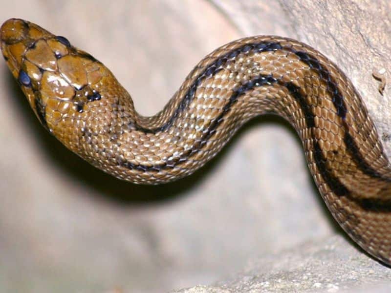 The Ladder Snake has distinctive markings. 