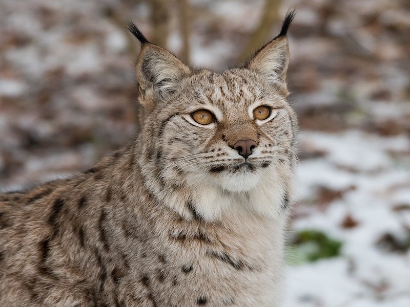 A grey/brown lynx staring into the distance with a snowy background