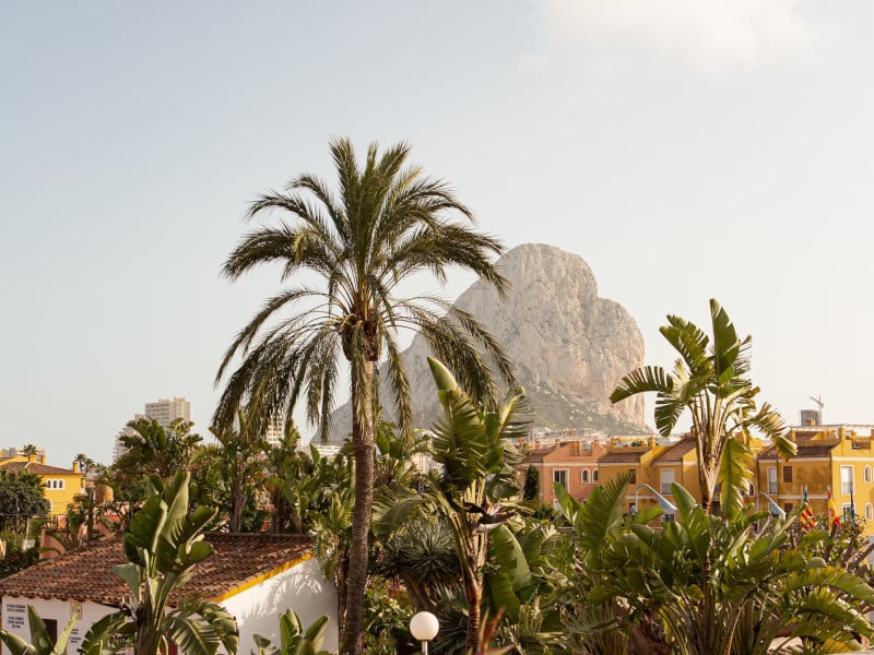 palm trees in calpe