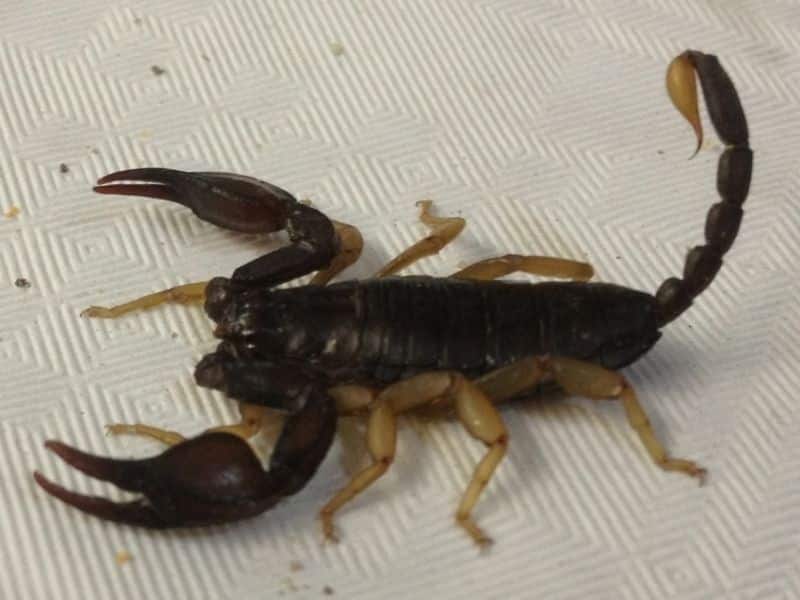 the most dangerous scorpion in Portugal has a black body and tail, with yellow legs and tail tip.