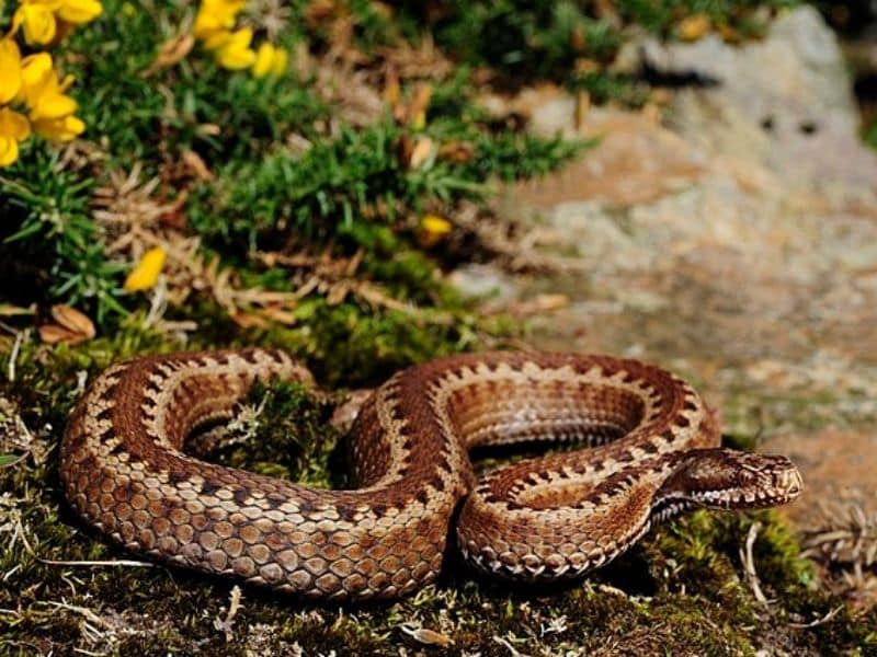 The Seoane's Viper is one of two venomous snakes in Portugal.