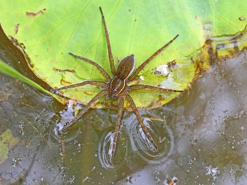 six spotted fishing spider